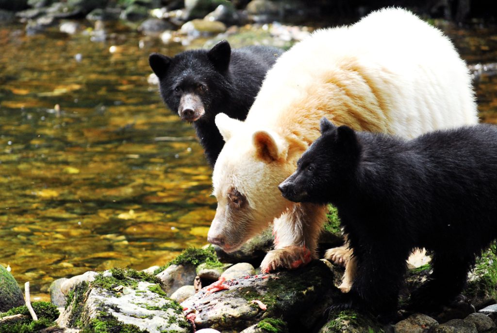 Finding Magic in the Great Bear Rainforest: A Photo Journal