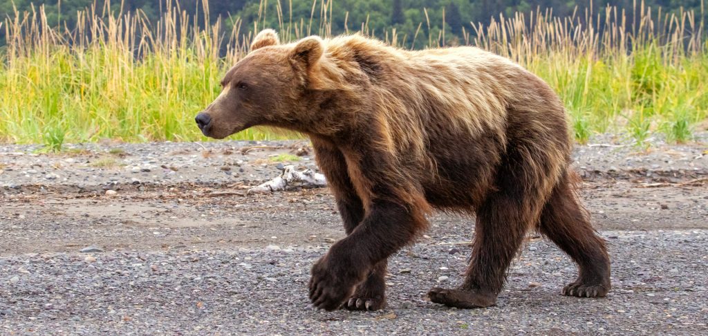 Photo Essay: The Brown Bears and Salt Marshes of Chinitna Bay, Alaska