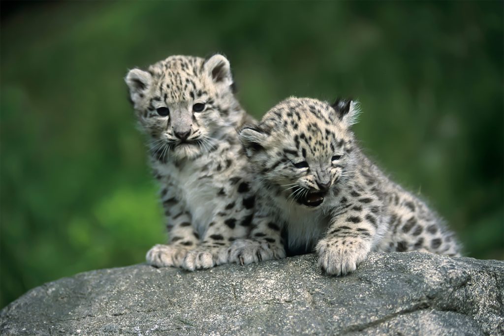 Helen Freeman: The “Jane Goodall” of Snow Leopards