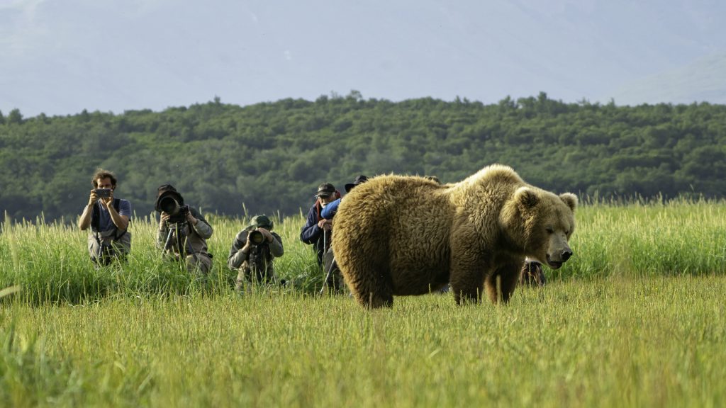 Iconic Bear Photography: A Photo Shot List for Your Alaskan Adventure