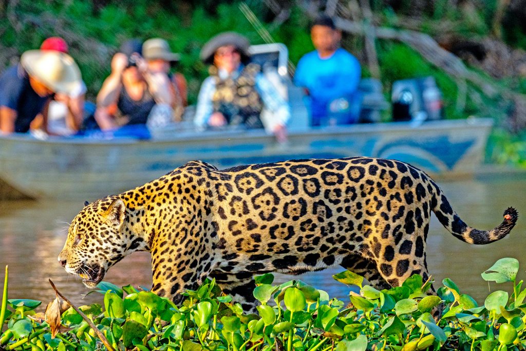 Tracking Jaguars with the Onçafari Project: Conservation Travel in Brazil’s Pantanal 