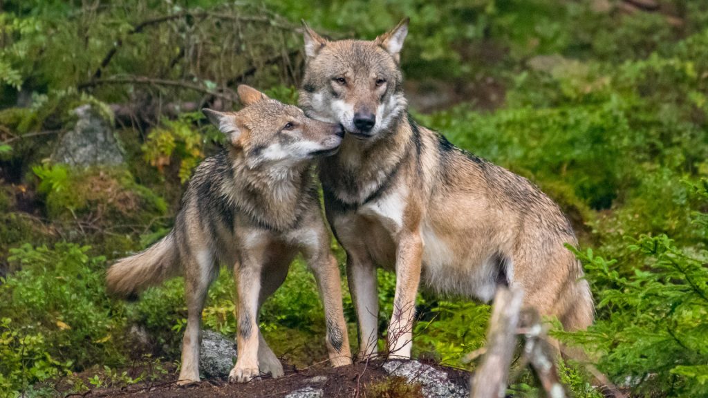 Conservation & Coexistence: Managing Wolves in Yellowstone, Switzerland & Portugal