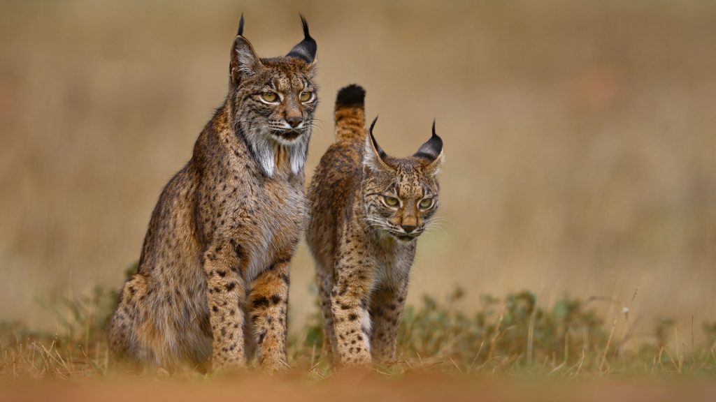 Iberian Lynx make a Remarkable Recovery in Portugal