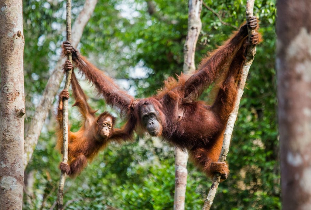 6 Iconic Shots to Capture on a Borneo Wildlife Photo Expedition