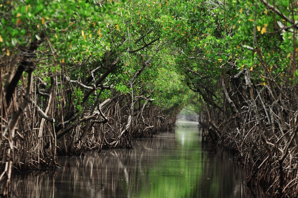 5 Ways WWF is Restoring Mangroves for Climate Resilience & Biodiversity