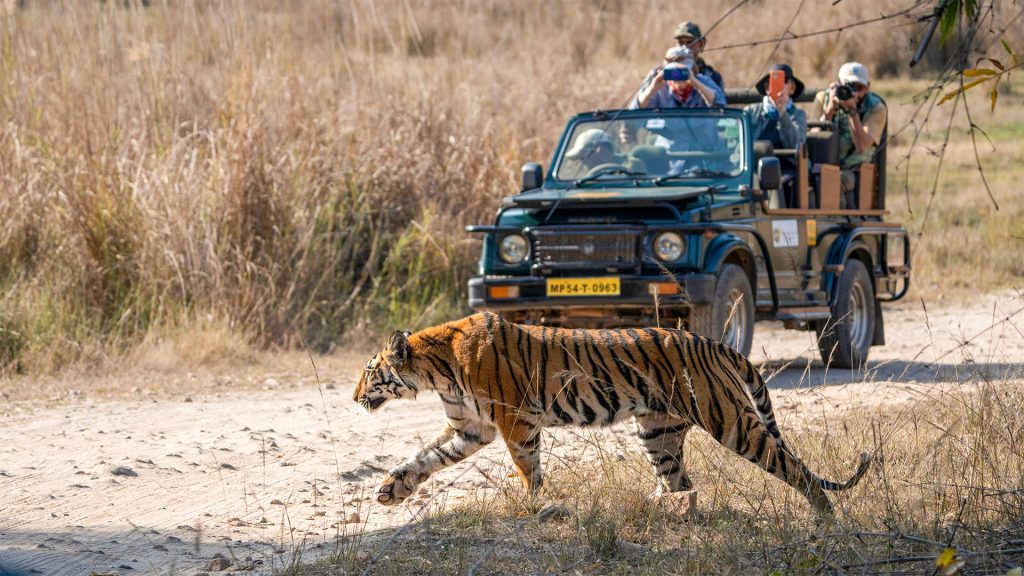 6 Iconic Shots to Capture on an India Tiger Photo Expedition