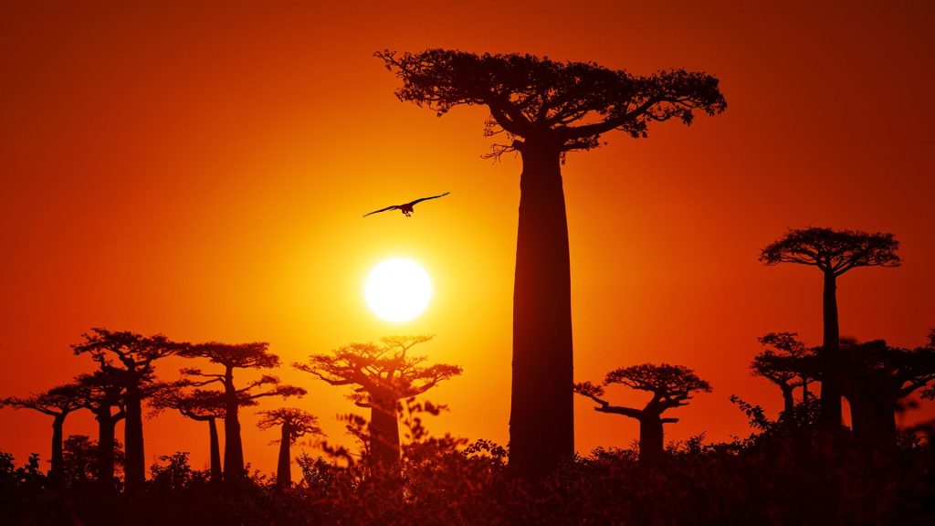 The Baobab Tree: An African Icon and Longtime Legend